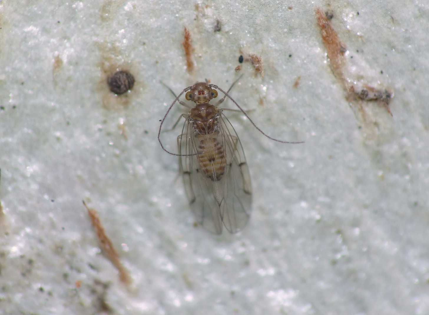 Ectopsocus cfr. briggsi (Ectopsocidae)